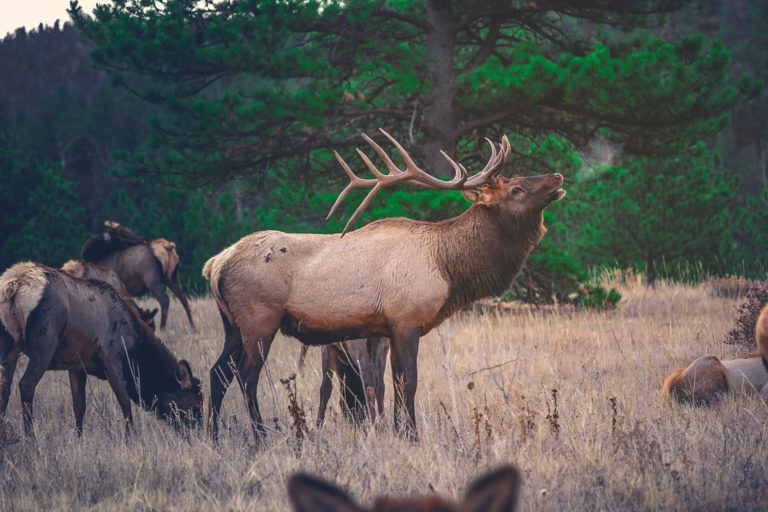 Shepherd Toward Spiritual Maturity