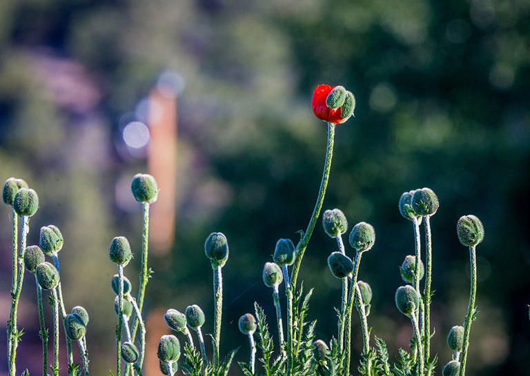 Growing Mature Disciples