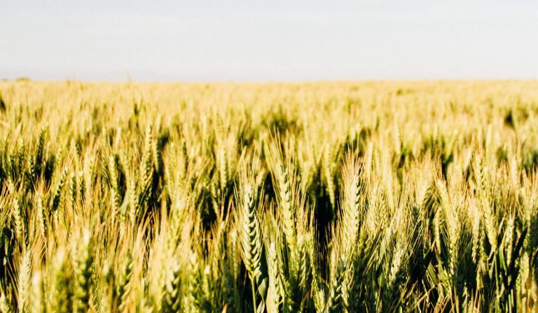 Why Do We Need Discipleship Multiplication?