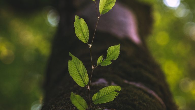 Lies We Believe: Growth Indicates God’s Blessing