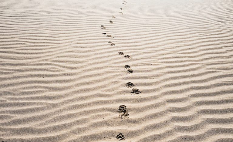 Following the Son