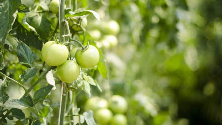 How to Grow in Faithfulness