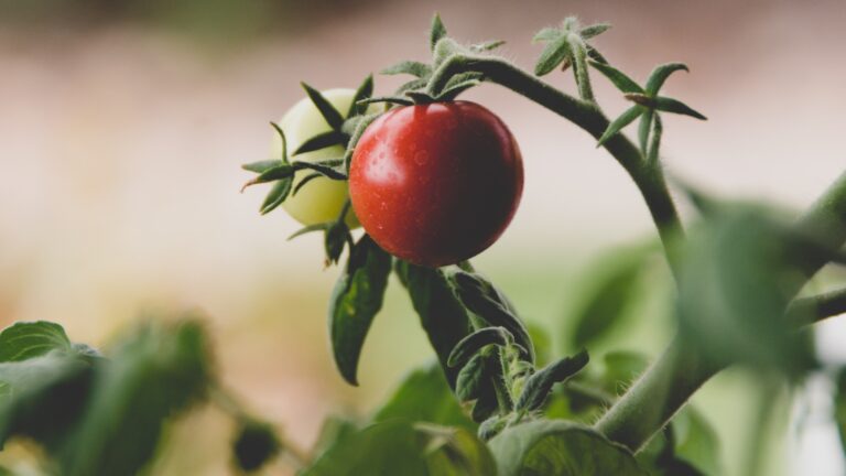 The Secret to Healthy Core Teams