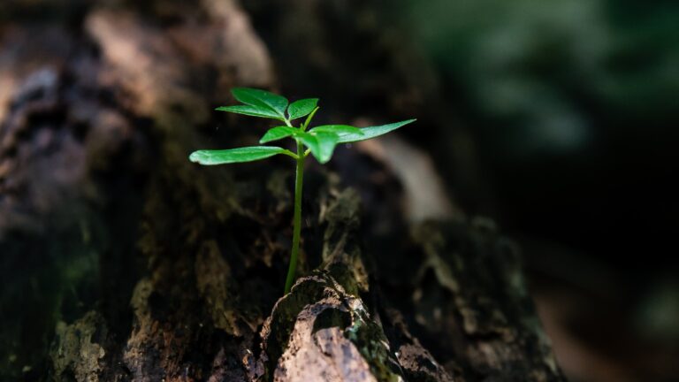 Organizing Your Ministry for Growth