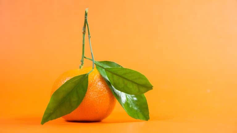 Image-Bearers: Be Fruitful and Multiply