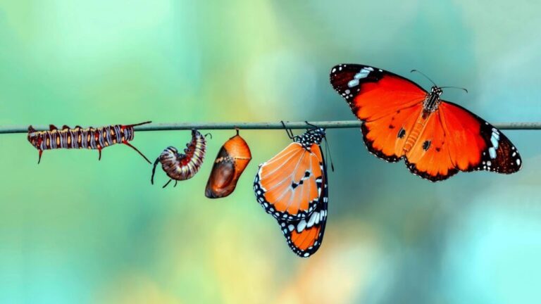The Danger of “Growth” Undefined