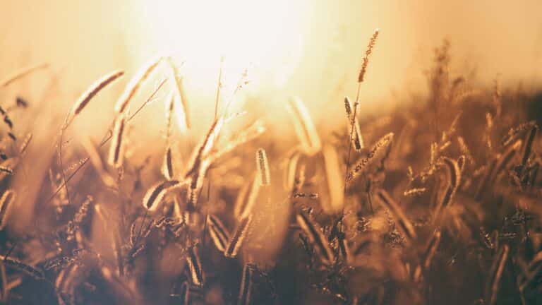 WHAT’S GONE WRONG WITH THE HARVEST?