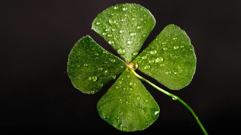 Shamrock Evangelism
